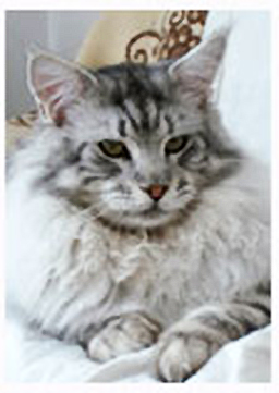 Super-Star Silverado - maine-coon