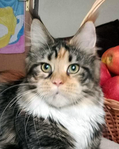 Etiuda Akord - maine-coon