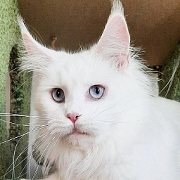 Tootsie My Fairy King