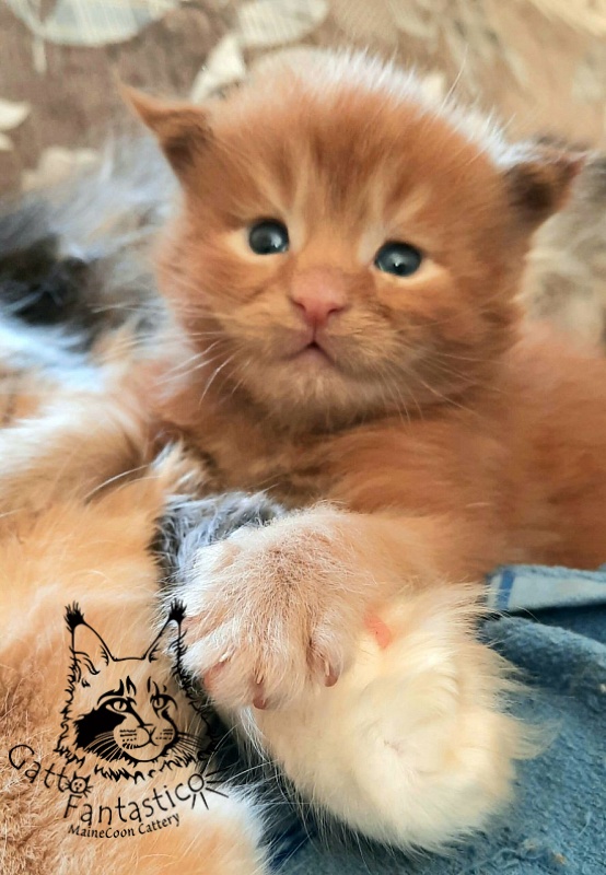 Gatto Fantastico Rjewskij - Кошеня мейн-кун 2,5 тижні