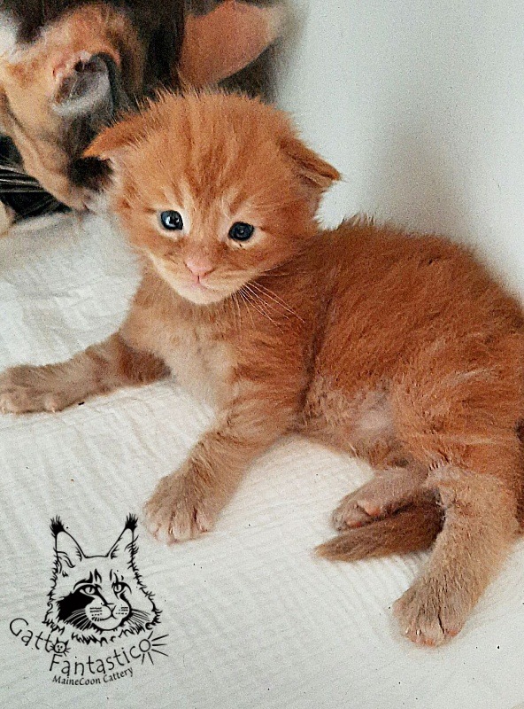 Gatto Fantastico Rjewskij - Кошеня мейн-кун 2,5 тижні