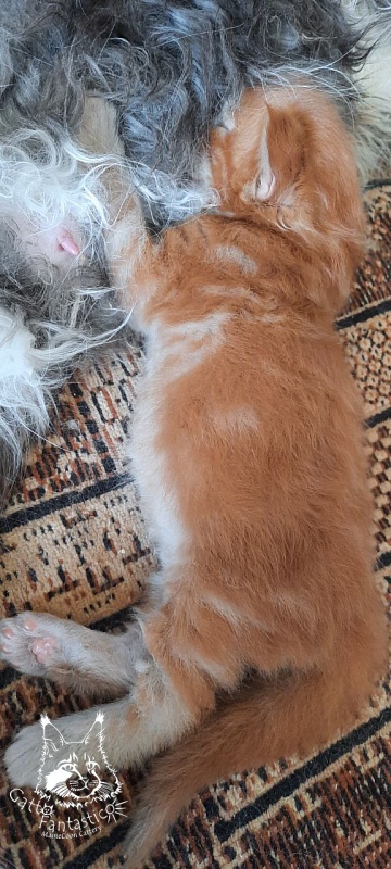 Gatto Fantastico Rjewskij - Кошеня мейн-кун 2 тижні