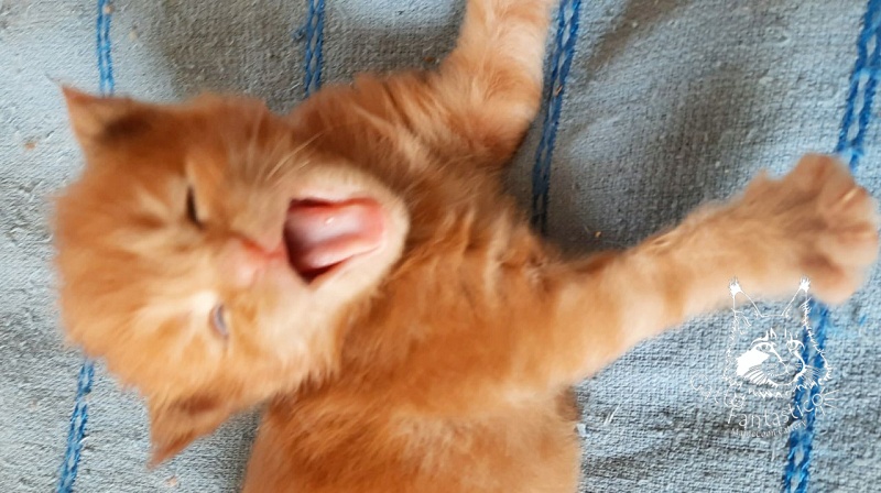 Gatto Fantastico Rjewskij - Кошеня мейн-кун 2 тижні