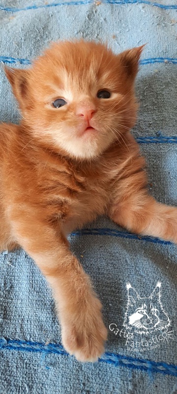 Gatto Fantastico Rjewskij - Кошеня мейн-кун 2 тижні