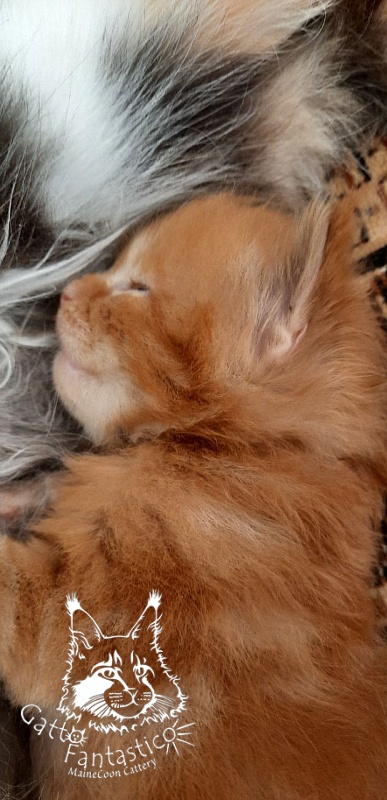 Gatto Fantastico Rjewskij - Кошеня мейн-кун 2 тижні