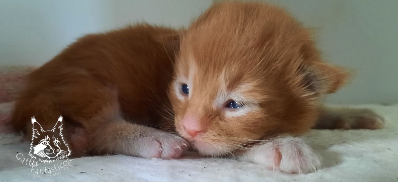Gatto Fantastico Rjewskij - Кошеня мейн-кун 1 тиждень
