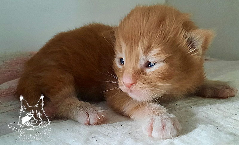 Gatto Fantastico Rjewskij - Кошеня мейн-кун 1 тиждень