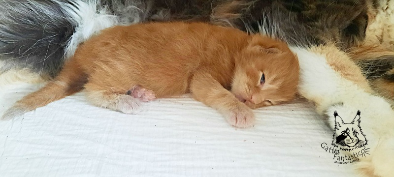 Gatto Fantastico Rjewskij - Кошеня мейн-кун 1 тиждень