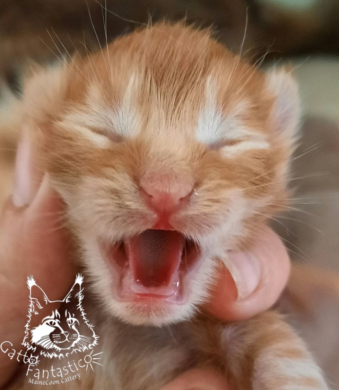 Gatto Fantastico Rjewskij - Кошеня мейн-кун