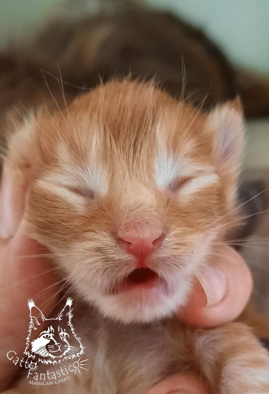 Gatto Fantastico Rjewskij - Кошеня мейн-кун
