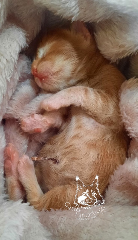Gatto Fantastico Rjewskij - Кошеня мейн-кун