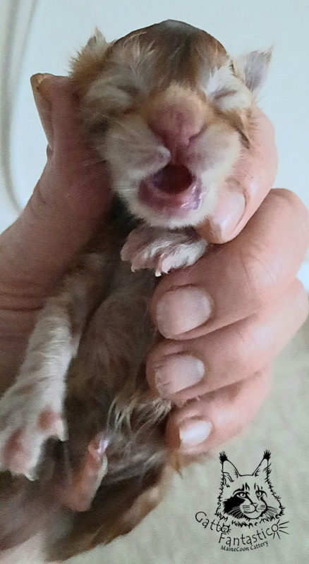 Gatto Fantastico Rjewskij - Кошеня мейн-кун