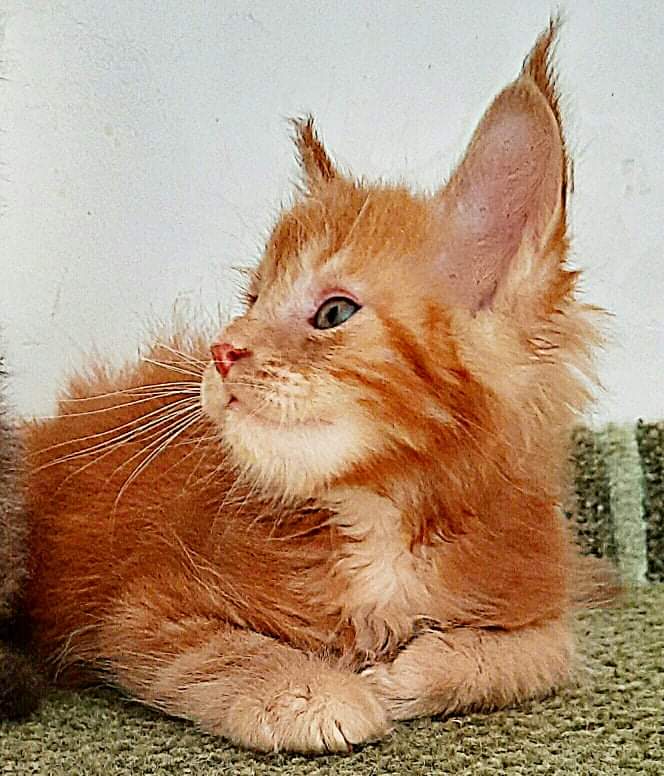 Gatto Fantastico Rjewskij - Кошеня мейн-кун 1 місяць 3 тижні