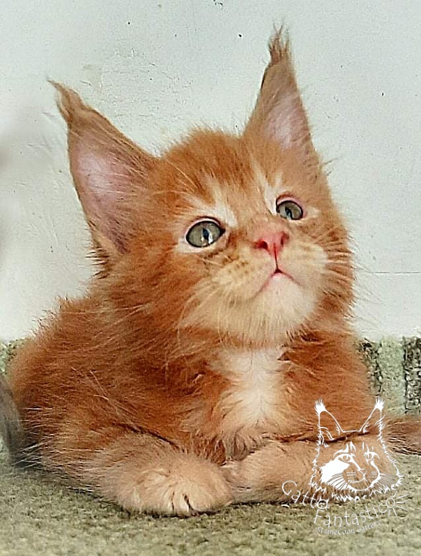 Gatto Fantastico Rjewskij - Кошеня мейн-кун 1 місяць 3 тижні