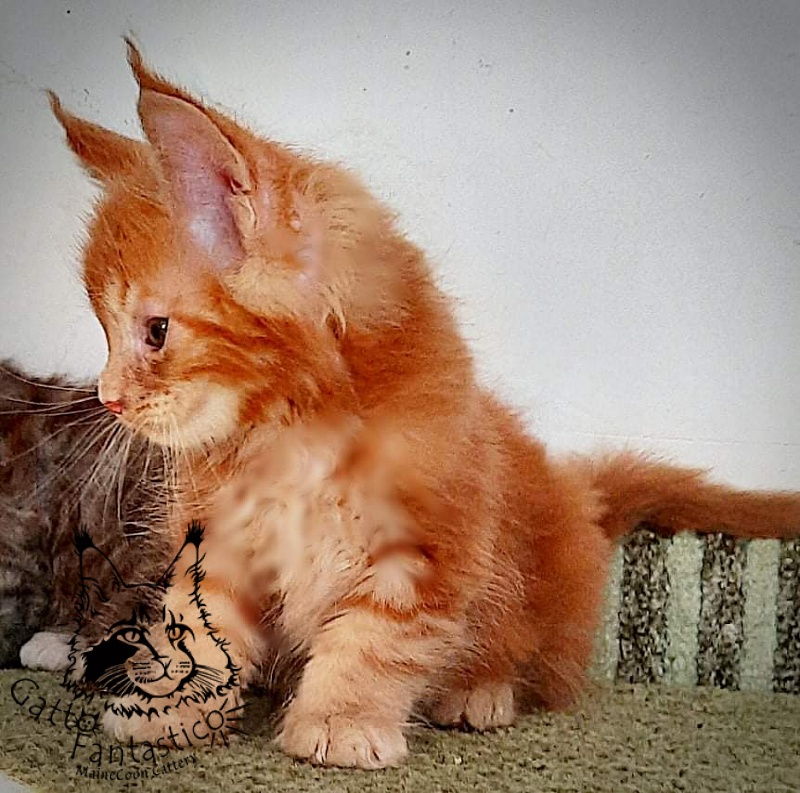 Gatto Fantastico Rjewskij - Кошеня мейн-кун 1 місяць 3 тижні