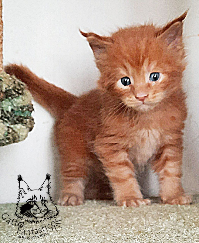 Gatto Fantastico Rjewskij - Кошеня мейн-кун 4 тижні