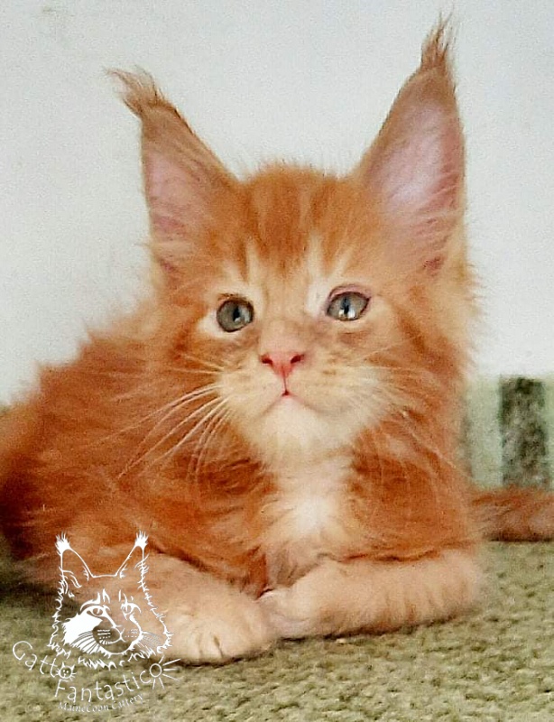 Gatto Fantastico Rjewskij - Кошеня мейн-кун 1 місяць 3 тижні