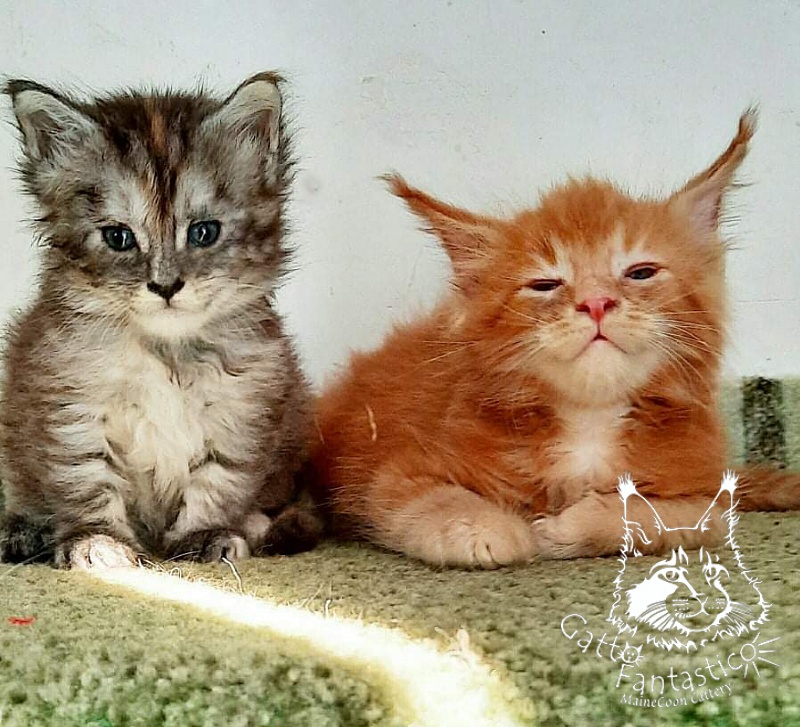 Gatto Fantastico Rjewskij - Кошеня мейн-кун 1 місяць 3 тижні