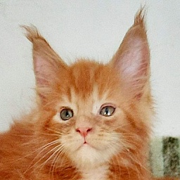 Gatto Fantastico Rjewskij