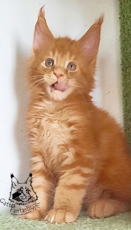 Gatto Fantastico Rjewskij - Кошеня мейн-кун 1 місяць 3 тижні