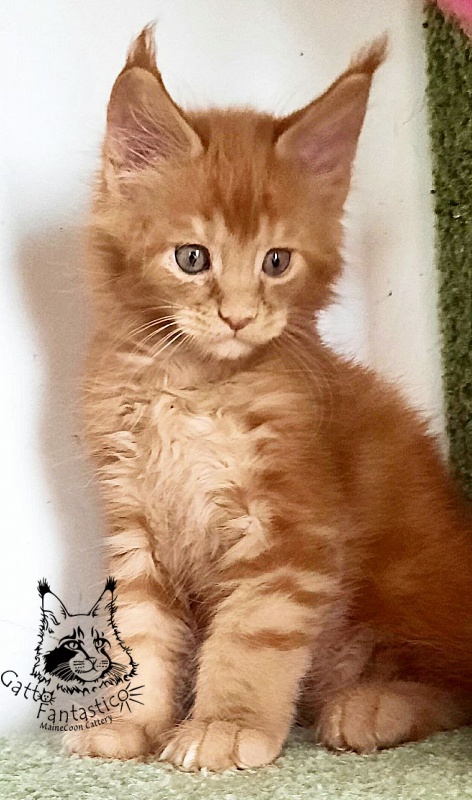 Gatto Fantastico Rjewskij - Кошеня мейн-кун 1 місяць 3 тижні