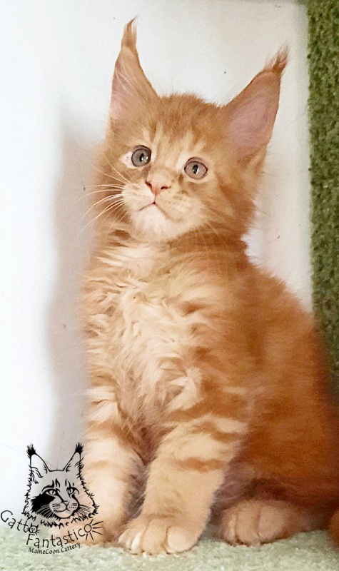 Gatto Fantastico Rjewskij - Кошеня мейн-кун 1 місяць 3 тижні