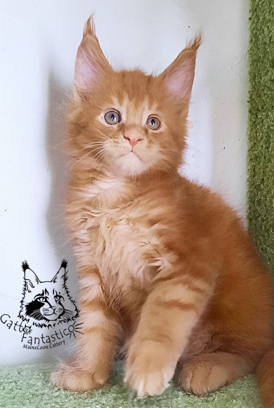 Gatto Fantastico Rjewskij - Кошеня мейн-кун 1 місяць 3 тижні