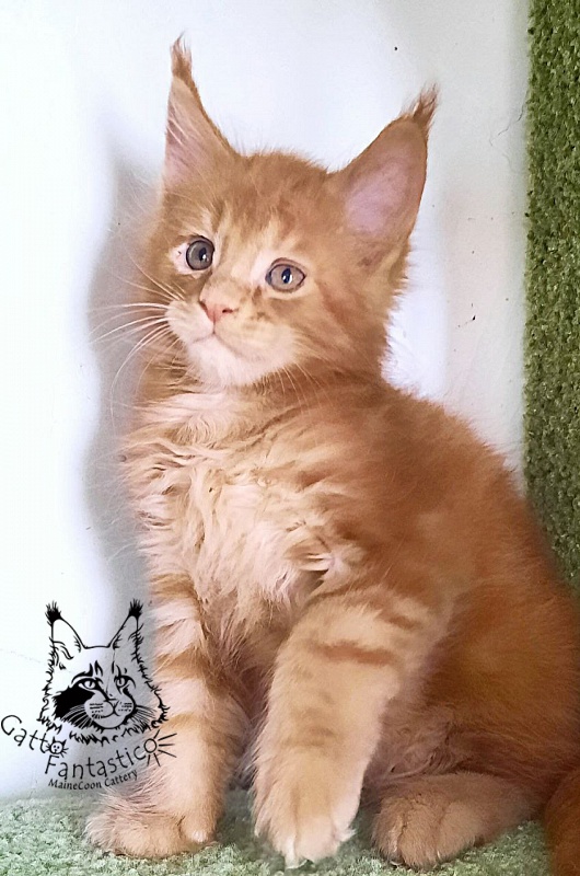 Gatto Fantastico Rjewskij - Кошеня мейн-кун 1 місяць 3 тижні