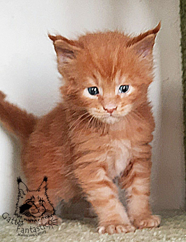 Gatto Fantastico Rjewskij - Кошеня мейн-кун 4 тижні