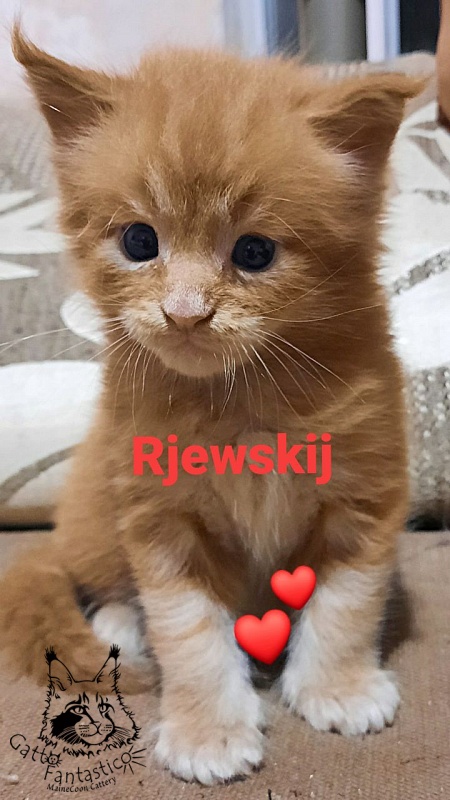 Gatto Fantastico Rjewskij - Кошеня мейн-кун 3,5 тижні