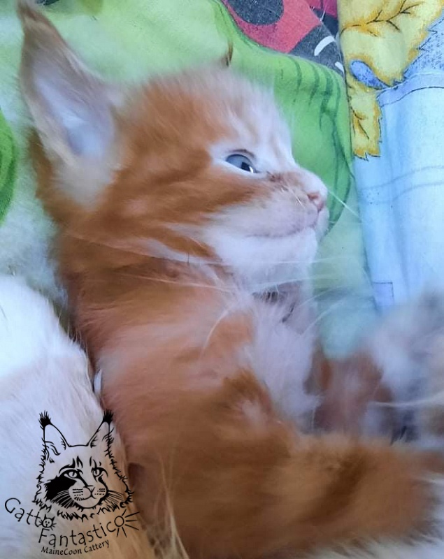 Gatto Fantastico Rjewskij - Кошеня мейн-кун 1 місяць