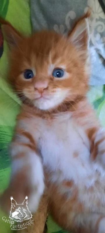 Gatto Fantastico Rjewskij - Кошеня мейн-кун 1 місяць