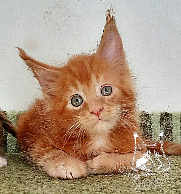Gatto Fantastico Rjewskij - Кошеня мейн-кун 1 місяць 3 тижні