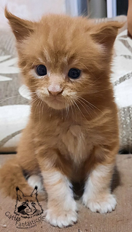 Gatto Fantastico Rjewskij - Кошеня мейн-кун 2,5 тижні