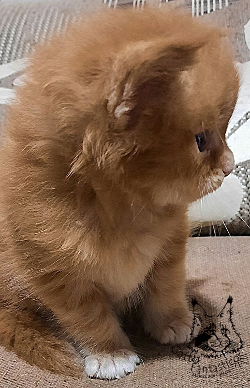 Gatto Fantastico Rjewskij - Кошеня мейн-кун 2,5 тижні