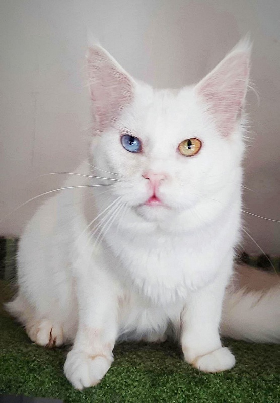 Dolce of Gatto Fantastico - Adult maine-coon 1 year 3 months 3.5 weeks