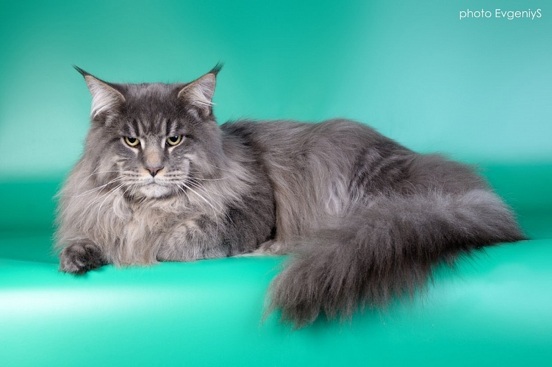 Cat's Castle Amur - мейн-кун