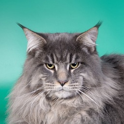 Cat's Castle Amur
