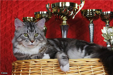 Lucky Coon Silver - мейн-кун