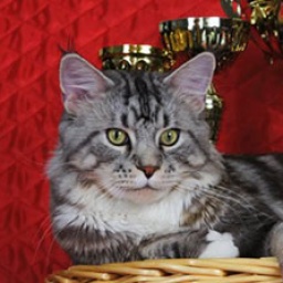 Lucky Coon Silver