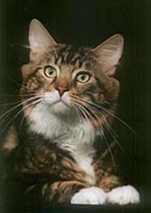 Dynamicats Demolitionman - maine-coon