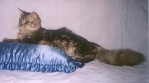 Jolly-Jumper Sharifa of Duch Ekstazy - maine-coon
