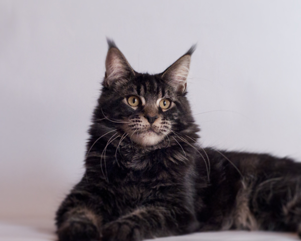 Coogan's Thunderfield - maine-coon 09/05/2012
