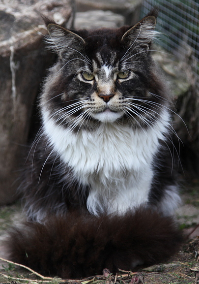 Olmocabe's Adventure - maine-coon