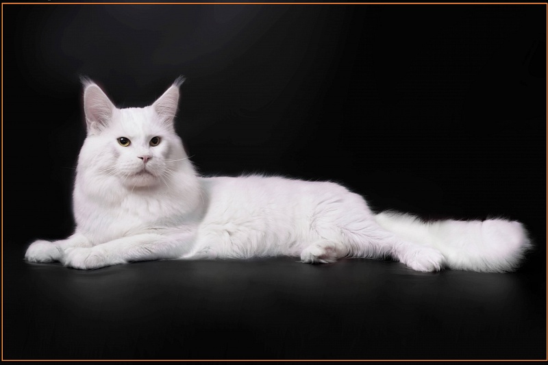 Eastwood Lord Rafael - maine-coon