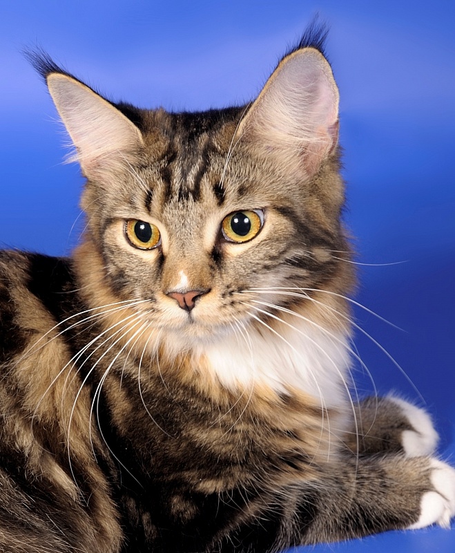 I'Capuchino Sky Diamond - maine-coon 09/16/2012