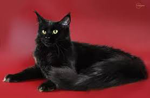 Ametist Juli Coon - maine-coon