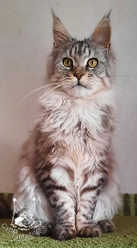 Gatto Fantastico Pepperoni - Юніор мейн-кун 7 місяців 3,5 тижні