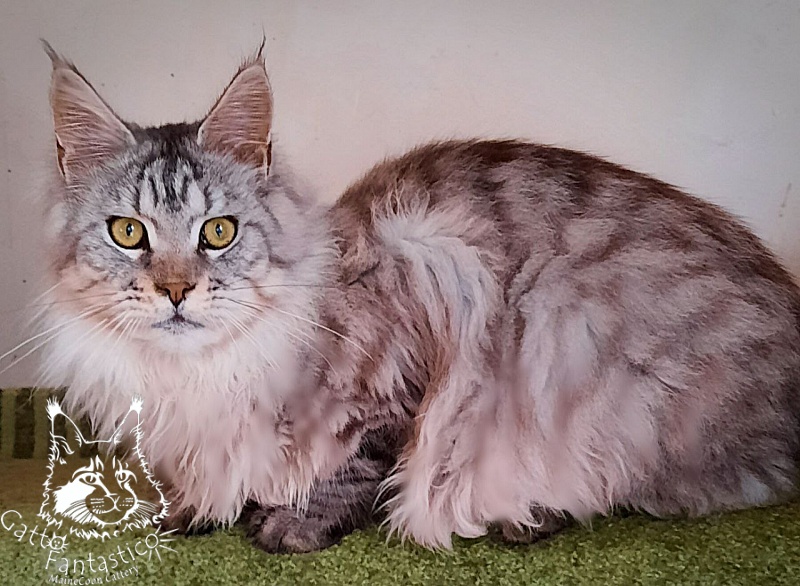 Gatto Fantastico Pepperoni - Юніор мейн-кун 8 місяців