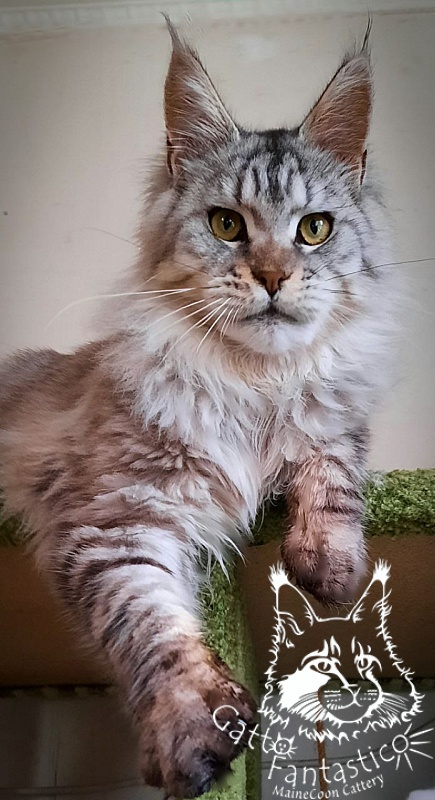 Gatto Fantastico Pepperoni - Юніор мейн-кун 8 місяців